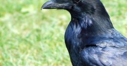 Raven