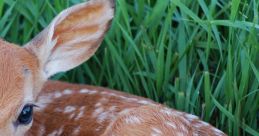 Fawn
