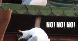 No God No Meme