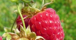 Raspberries