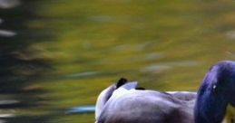 To Duck or Not To Duck