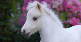 Mini Horse