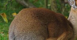 Dik-Dik