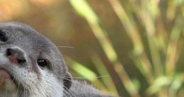 Otters