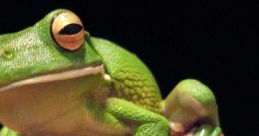 Frogs