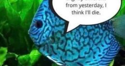 Fish meme