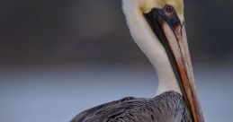 Pelican