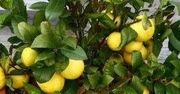 Lemon!!! The first that comes to mind when thinking about lemons is the word "Lemon!!!" being enthusiastically exclaimed.