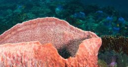 Sponge