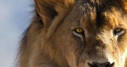 The Lion