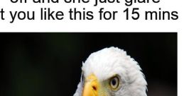 American eagle haha