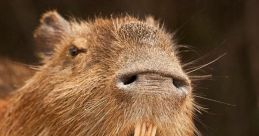 THE GIANT ENEMY MOUSE Have you ever heard the spine-chilling of THE GIANT ENEMY MOUSE? These eerie noises will send shivers