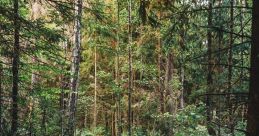 The woods