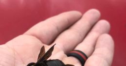 Bee Pulls a Human-Sized Lever