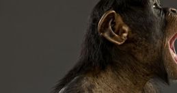 Monkeys Singing