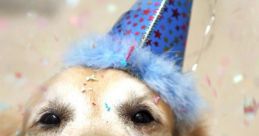 Dogs birthday