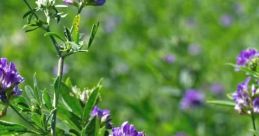 Alfalfa