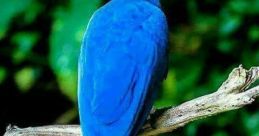Big Fkin Bird