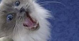Singing Cats