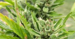 Strange Buds
