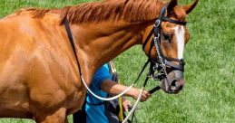 Thoroughbred