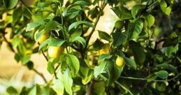 Limon sever misin? The of a question being asked in a sweet, melodic tone fills the air. "Limon sever misin?" The words