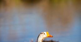 Several Rapid Honks