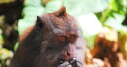 Monkey_peggy