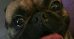 DogCarl