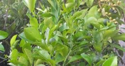 Lemoncuqeq