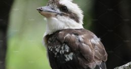 Kookabugga