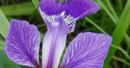 Iris