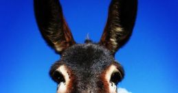 Burro, Burro!!!