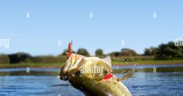 Bass real