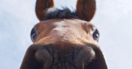 Zoeira - Esse cara é um cavalo! (Silvio Luiz)
