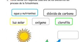 Fotosíntesis (niño)