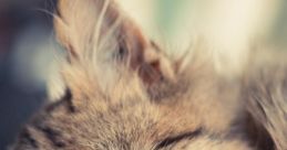 Sleepy Cat
