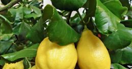 Limonzi