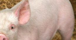 Pig