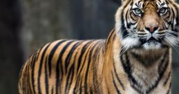 Tigers