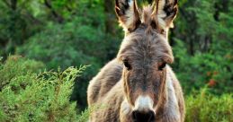 Burro solito