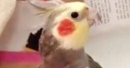 Whistle - Mc parrot