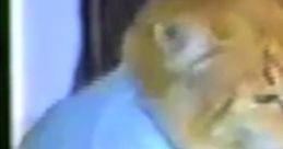 The funniest videos