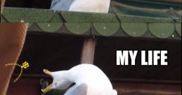 Yalaaaaaa