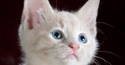 Cute cats