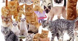 Cat Montage
