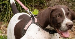 California's Bug Hounds
