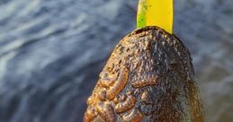 Clam screaming to Fish