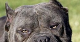 Pitbull