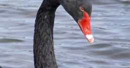 Black Swan